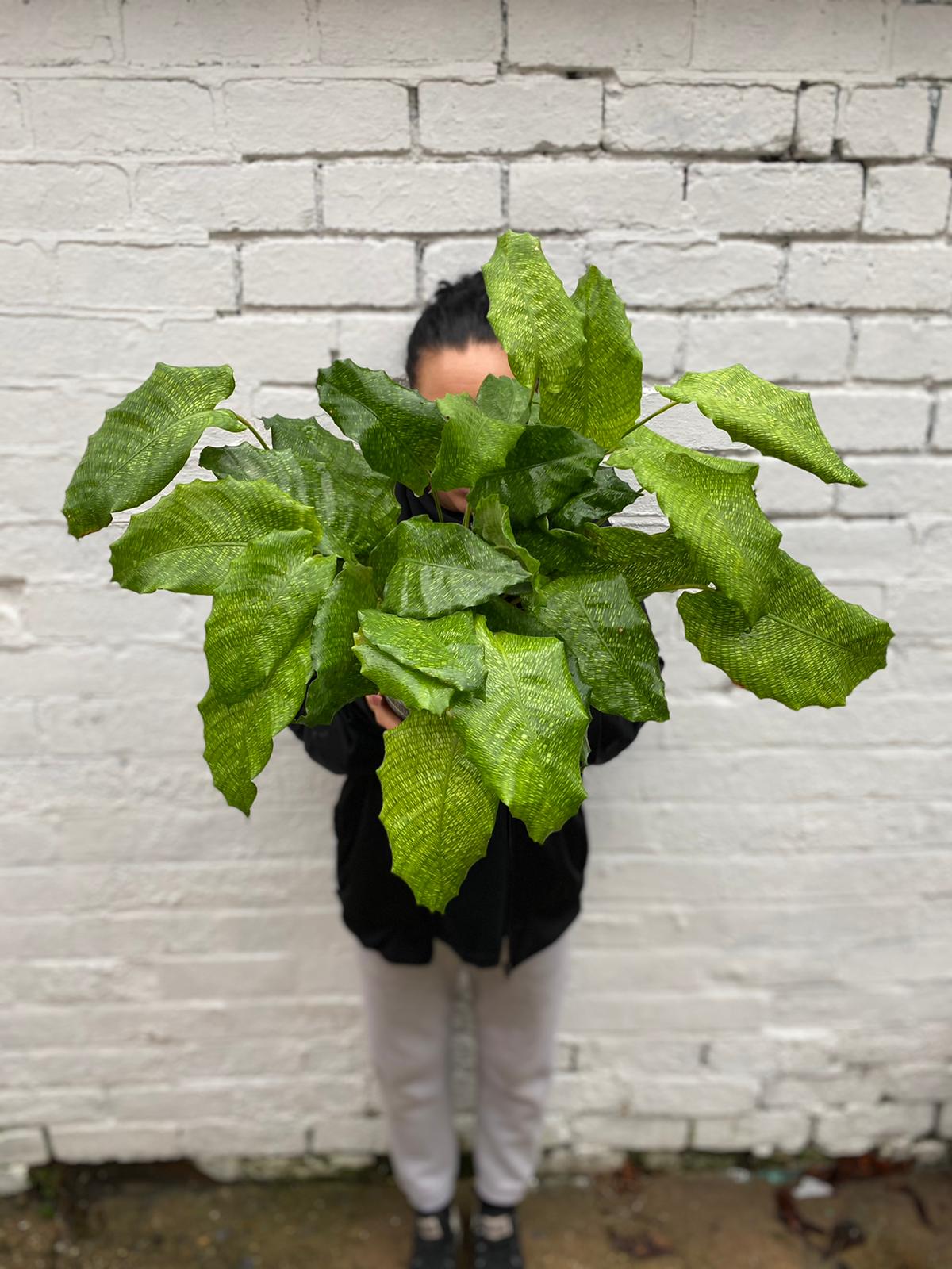 Calathea Network-3