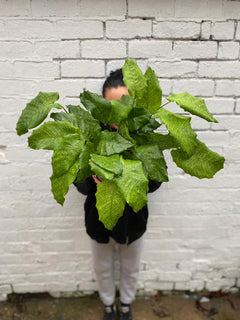 Calathea Network-3