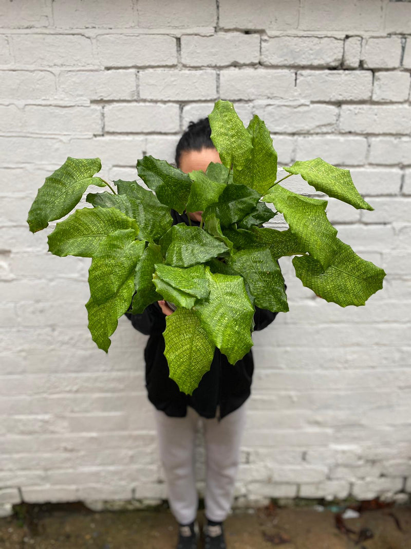 Calathea Network-3