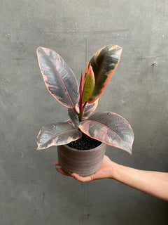 Ficus Belize-1