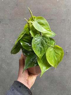 Philodendron Scandens-2