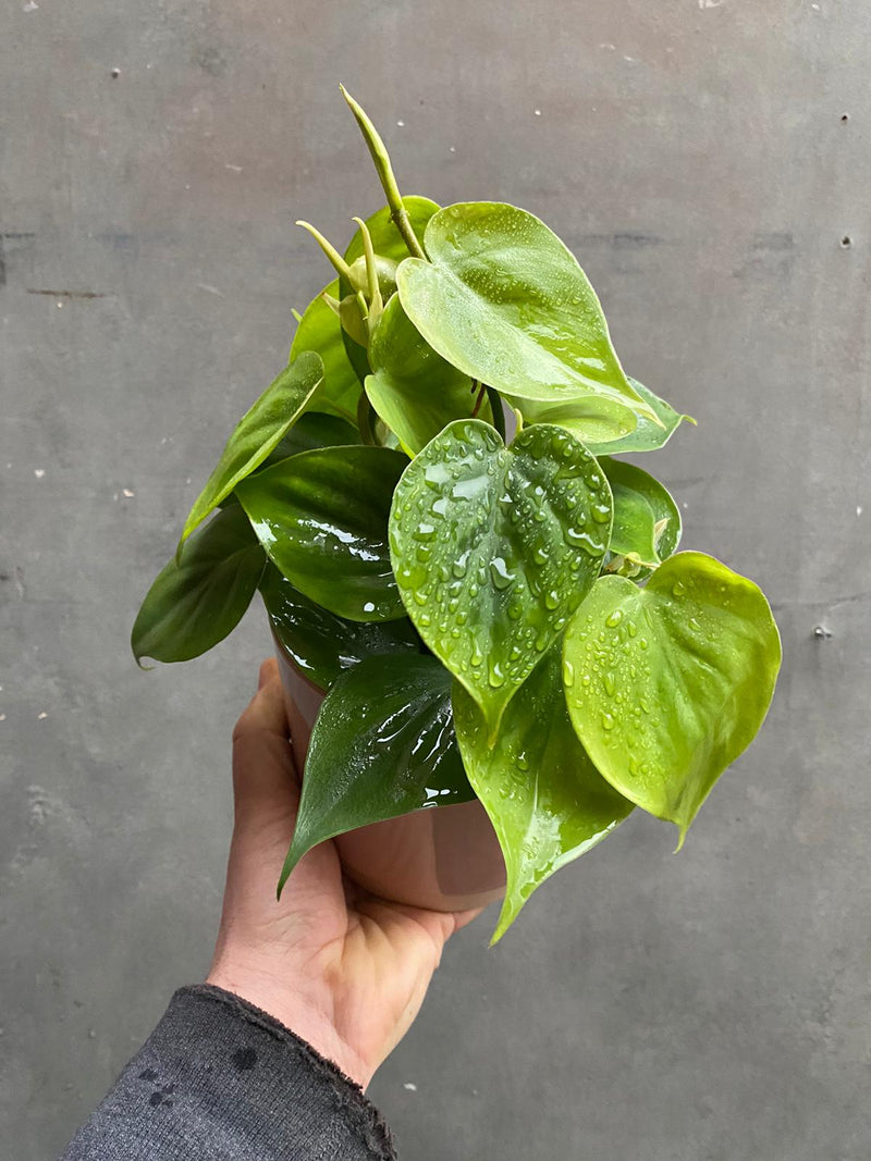 Philodendron Scandens-2