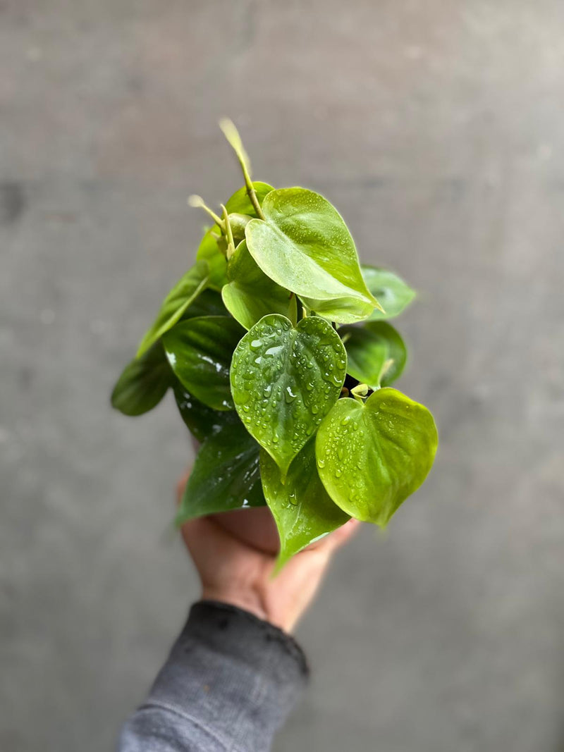 Philodendron Scandens-1