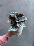 Begonia Fedor