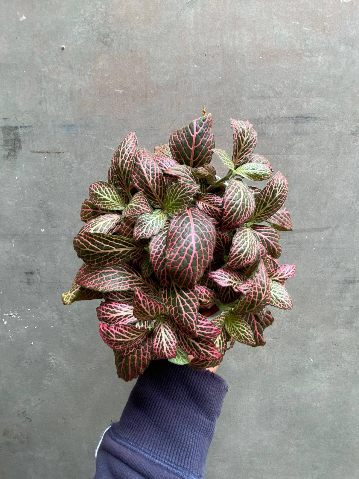 Fittonia-5