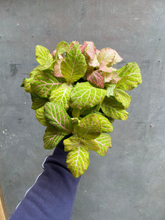 Fittonia-4