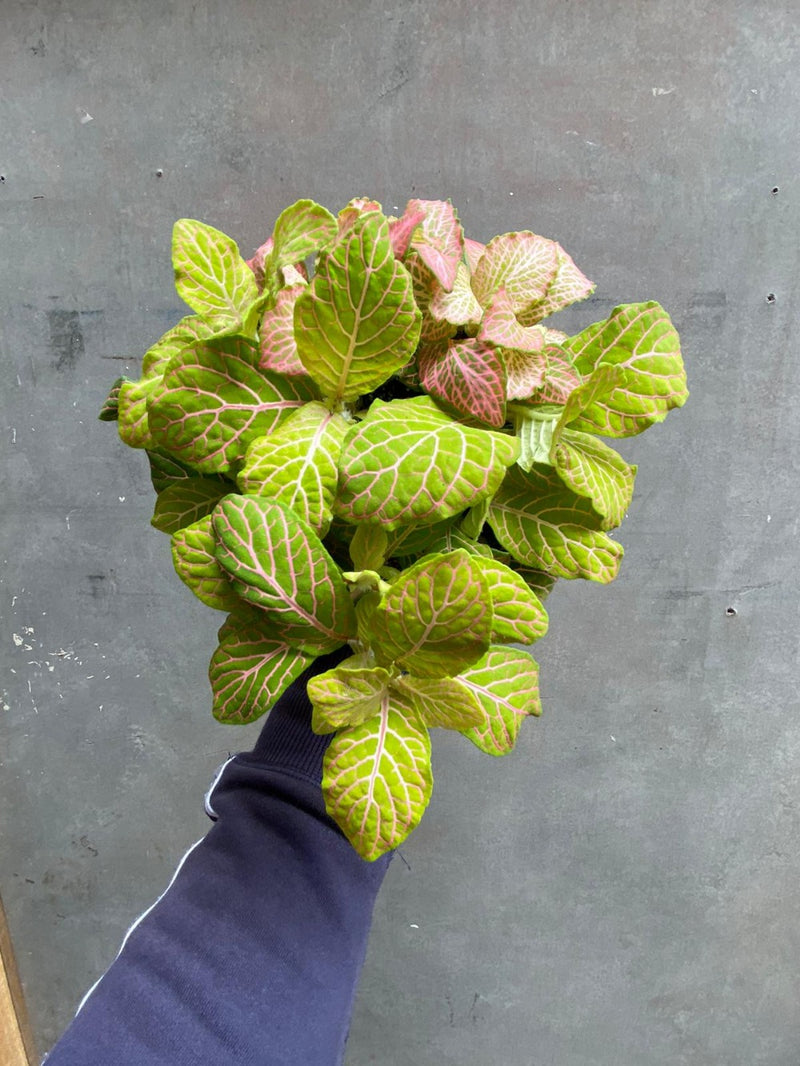 Fittonia-4