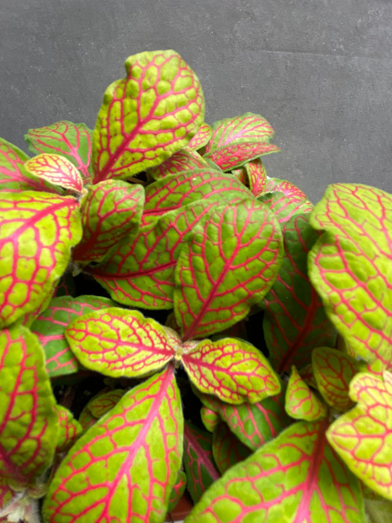 Fittonia-6