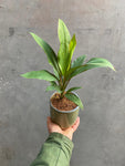 Cordyline