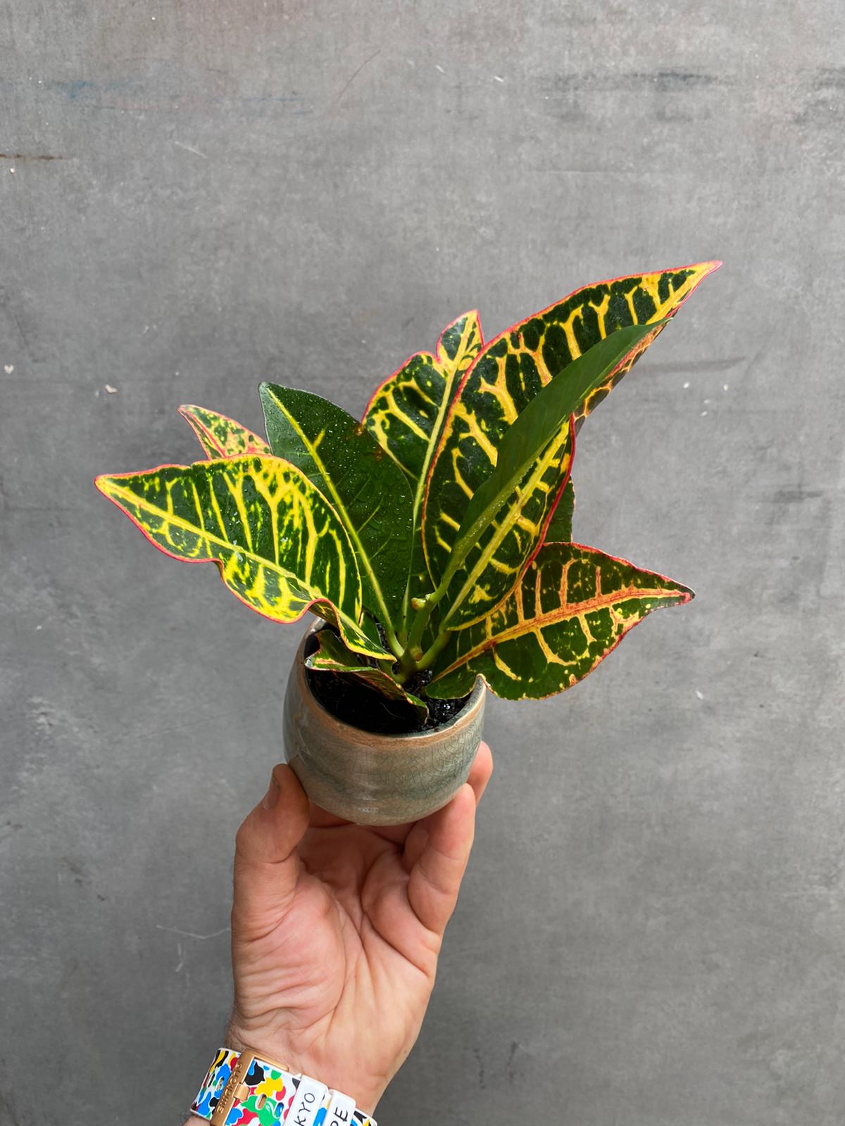 Croton-5