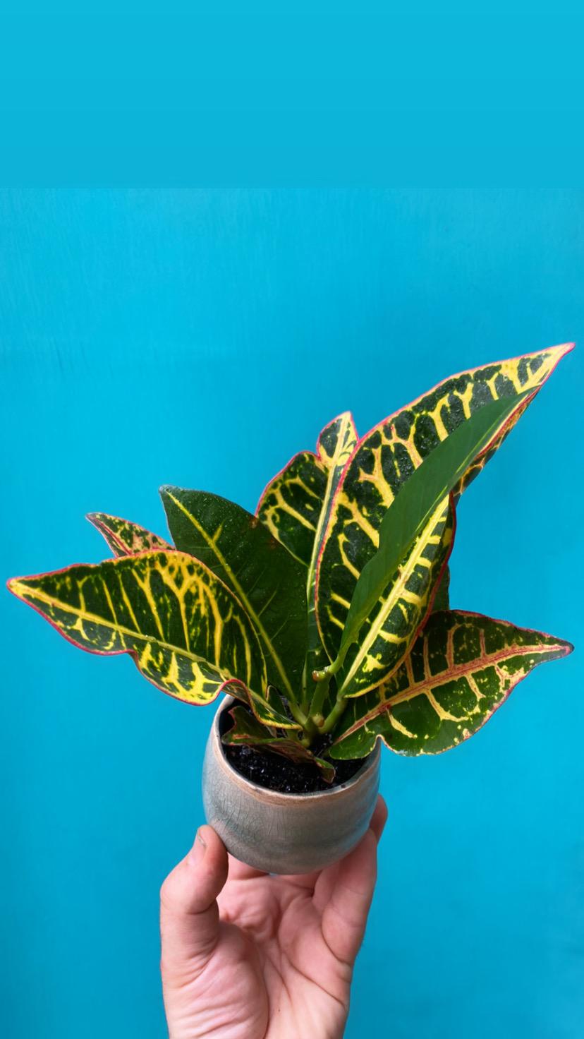 Croton-2