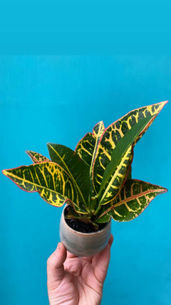 Croton-2