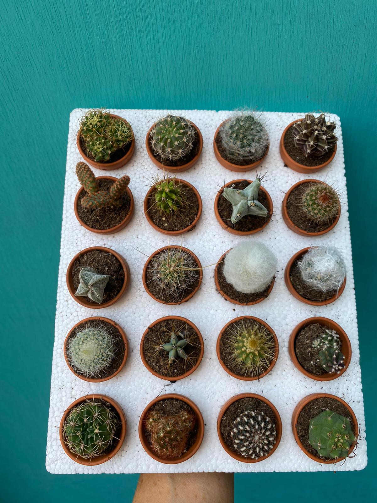 Diddy Cactus