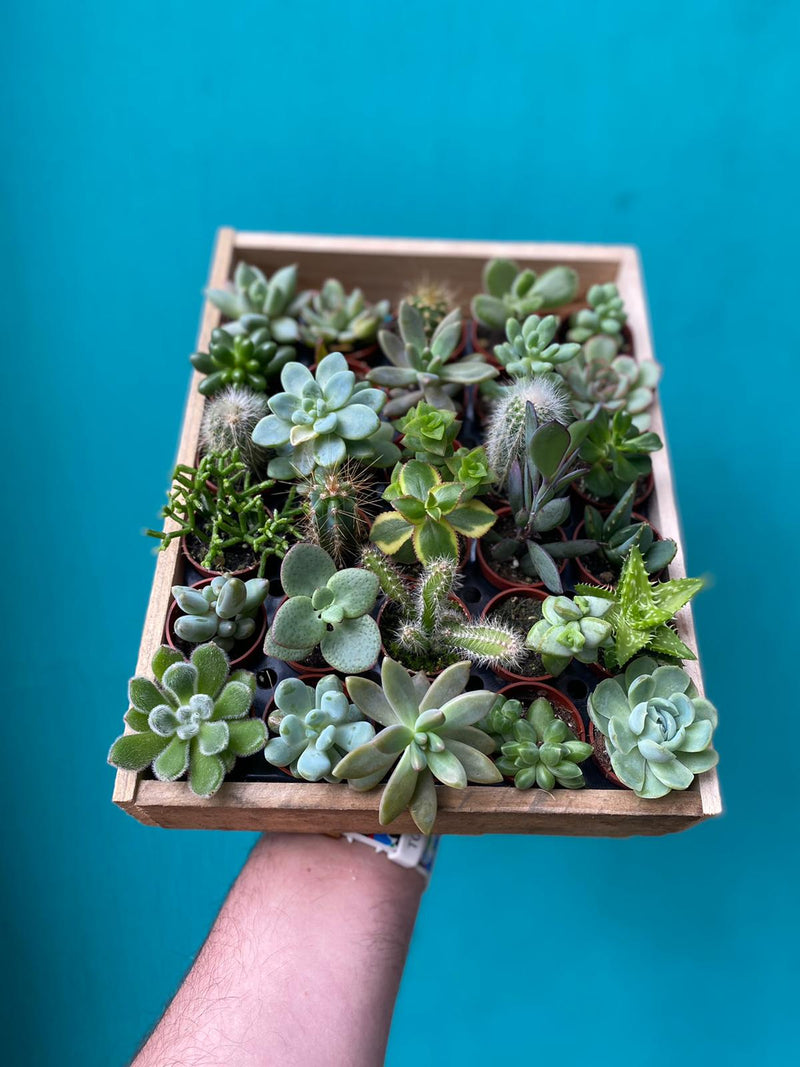 Diddy Succulents-1
