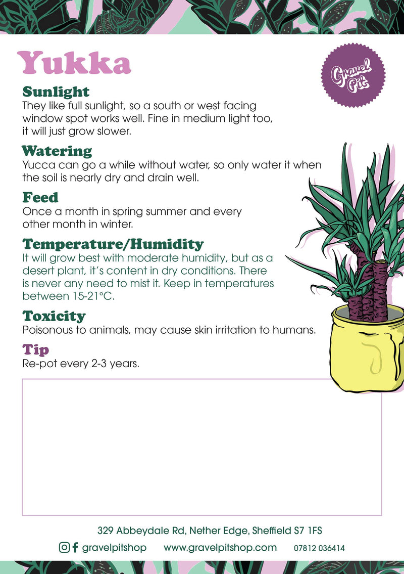 Yucca-2