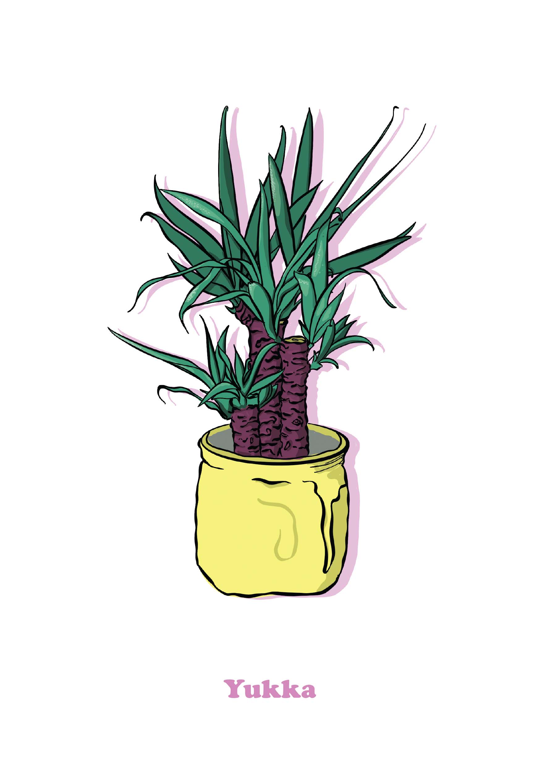 Yucca