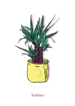 Yucca-1