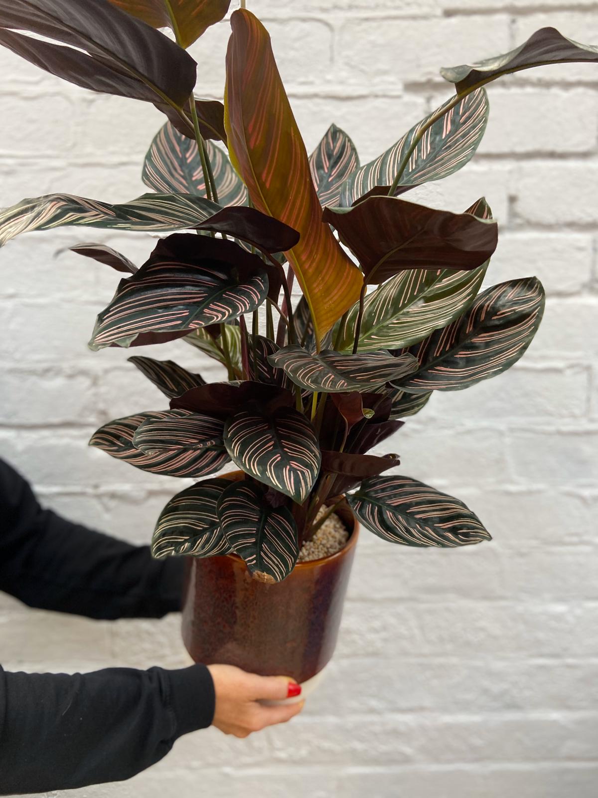 Calathea Sanderiana-6
