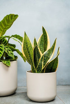Lisbon Planter-10