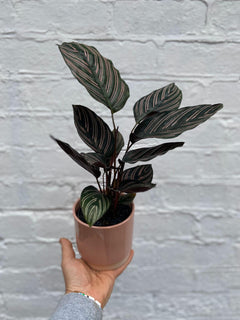 Eno Pots-7