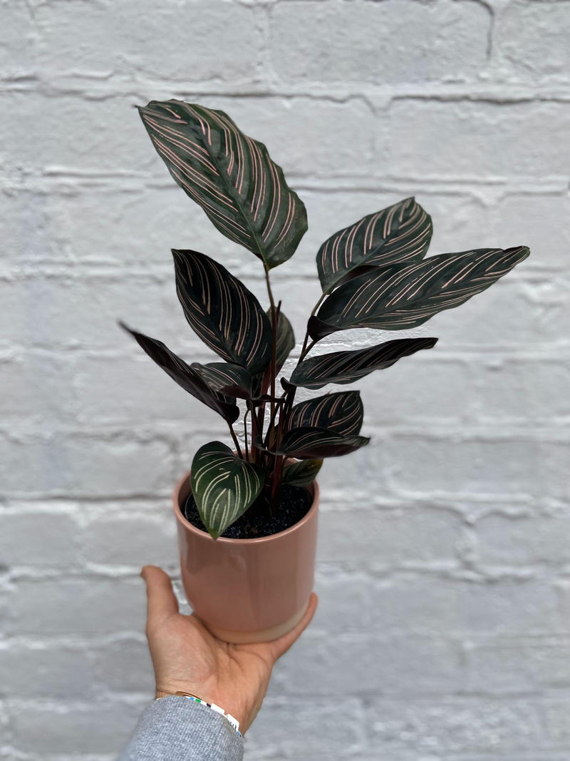 Eno Pots-7