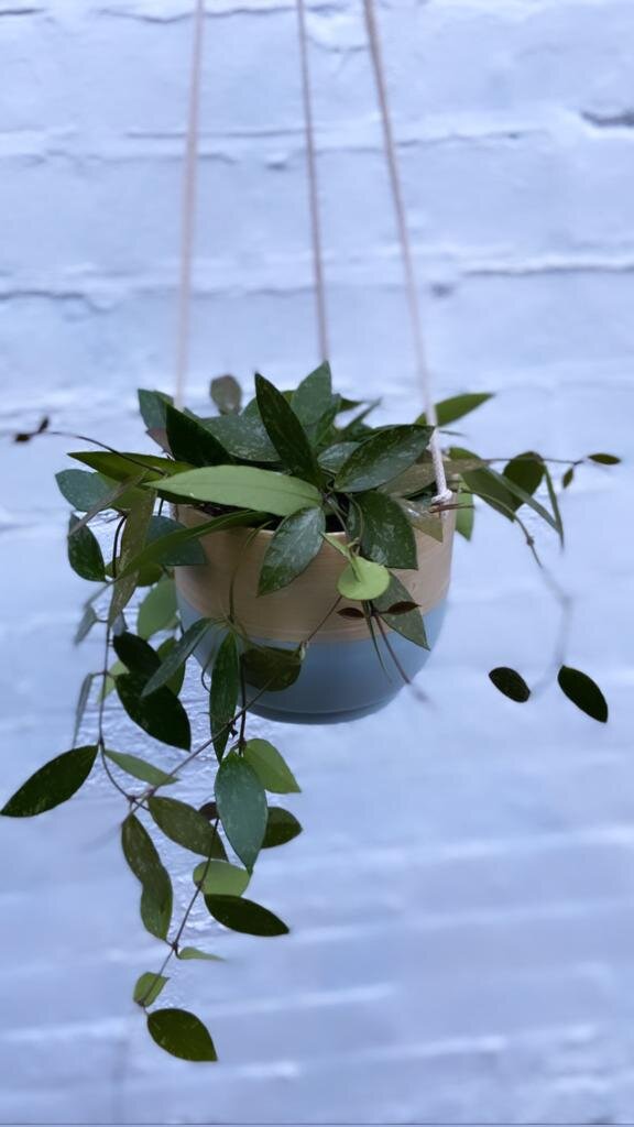 Bamboo Hanging Planter-6