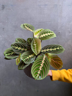 Prayer Plant-2