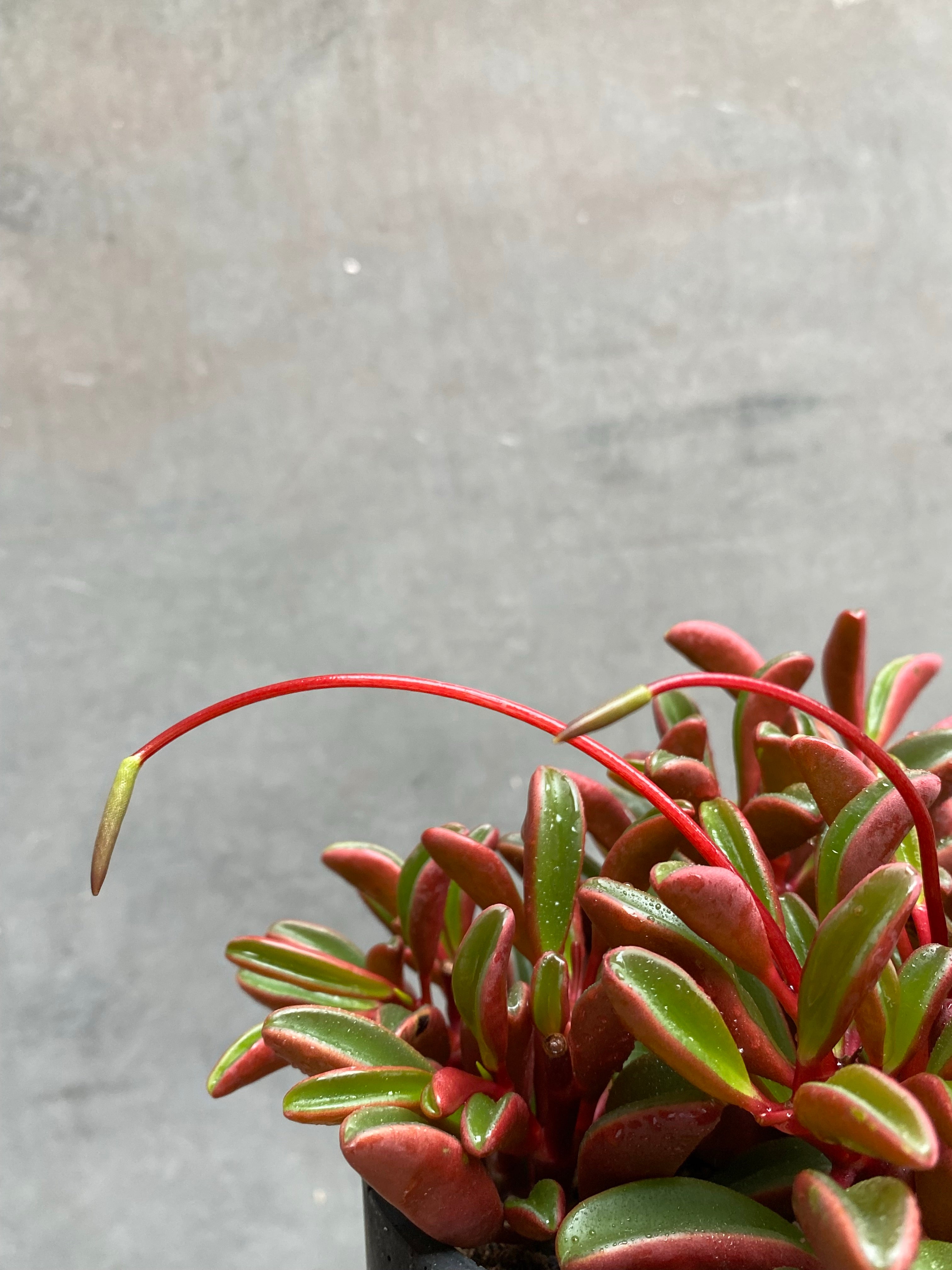 Peperomia Ruby Glow (Graveolens)