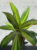 Cordyline