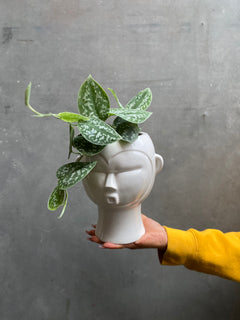 Head Planters-3