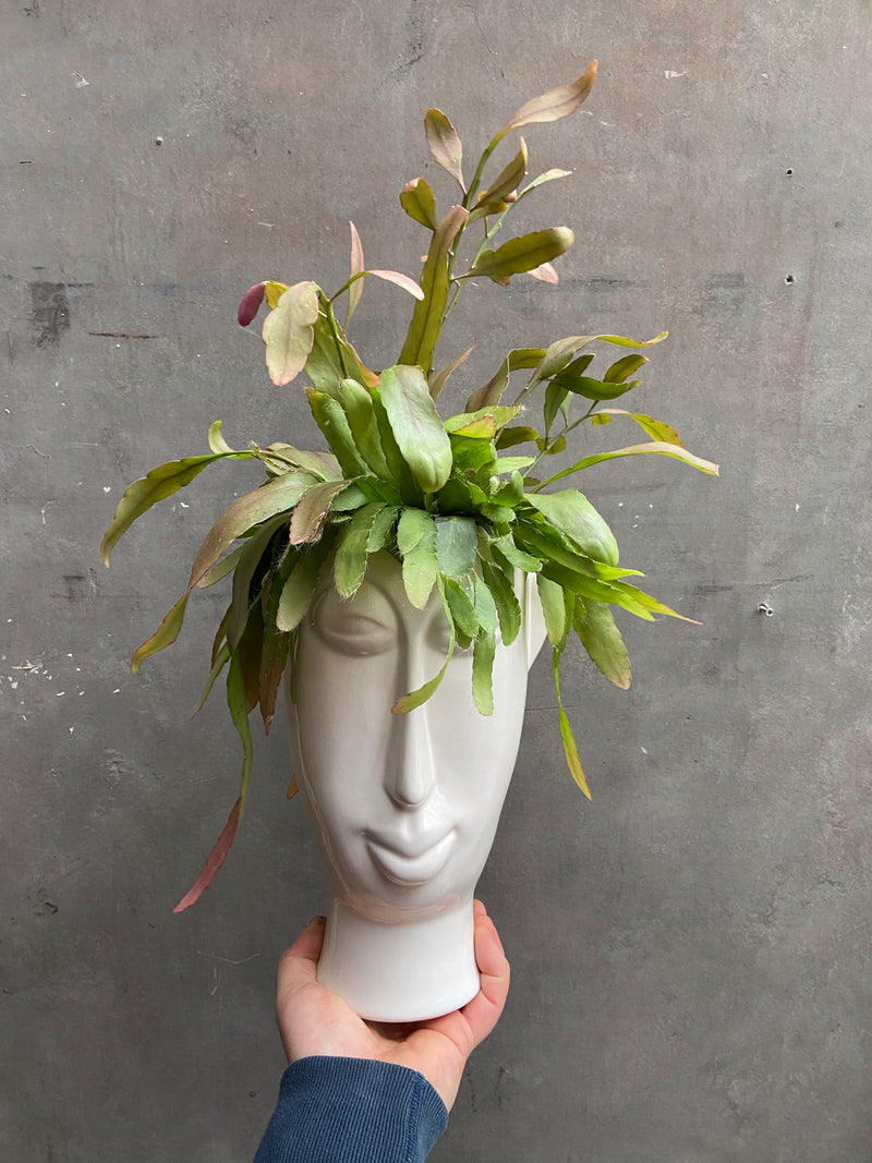 Head Planters-9