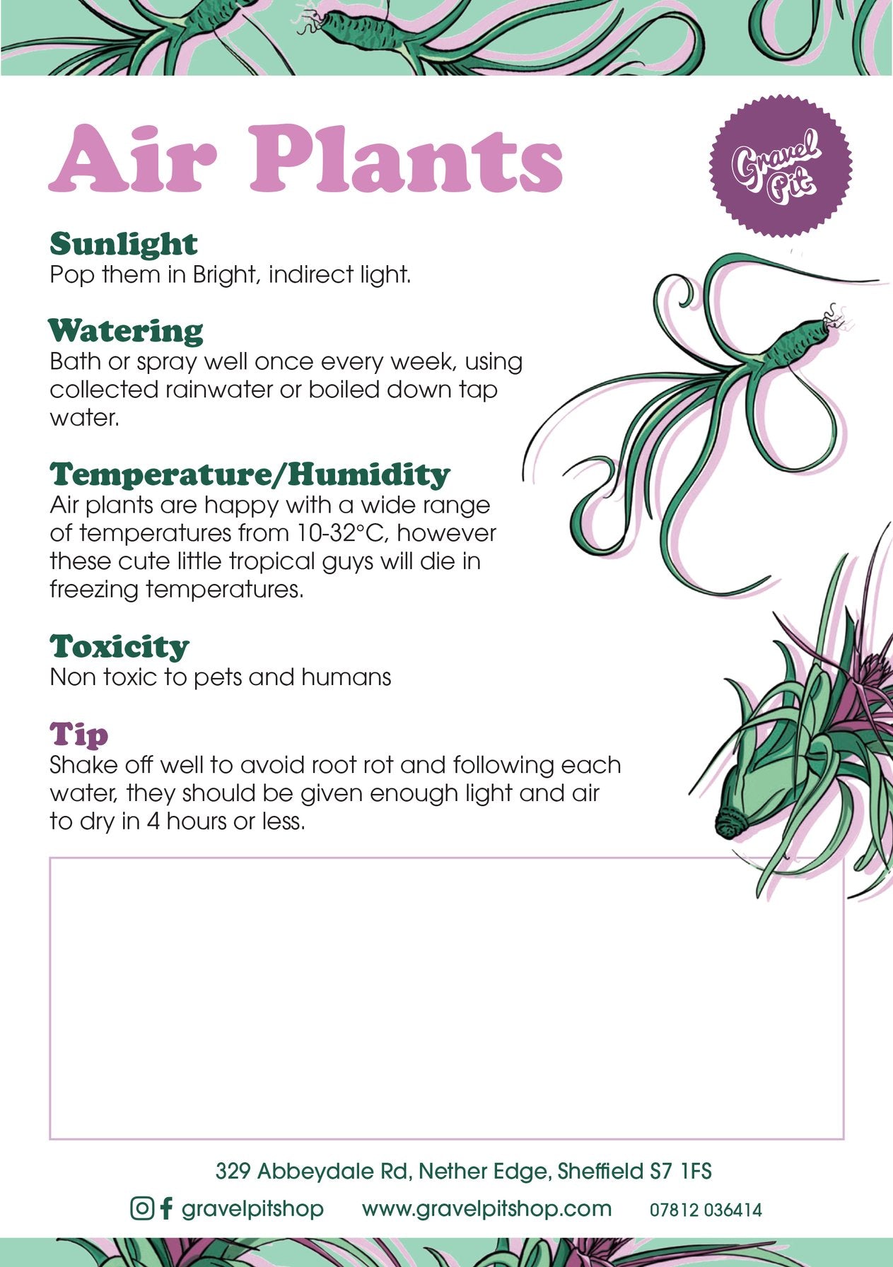 Air Plants (Tillandsia)-12
