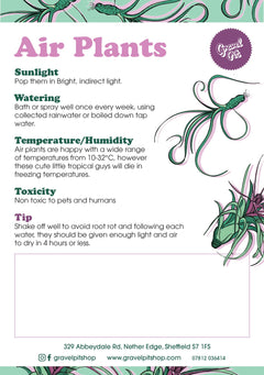 Air Plants (Tillandsia)-12