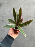 Tradescantia Rhoeo