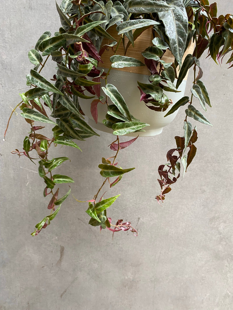 Bamboo Hanging Planter-12