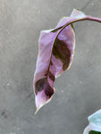 Calathea White Fusion