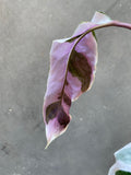 Calathea White Fusion