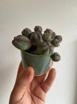 Euphorbia (small)