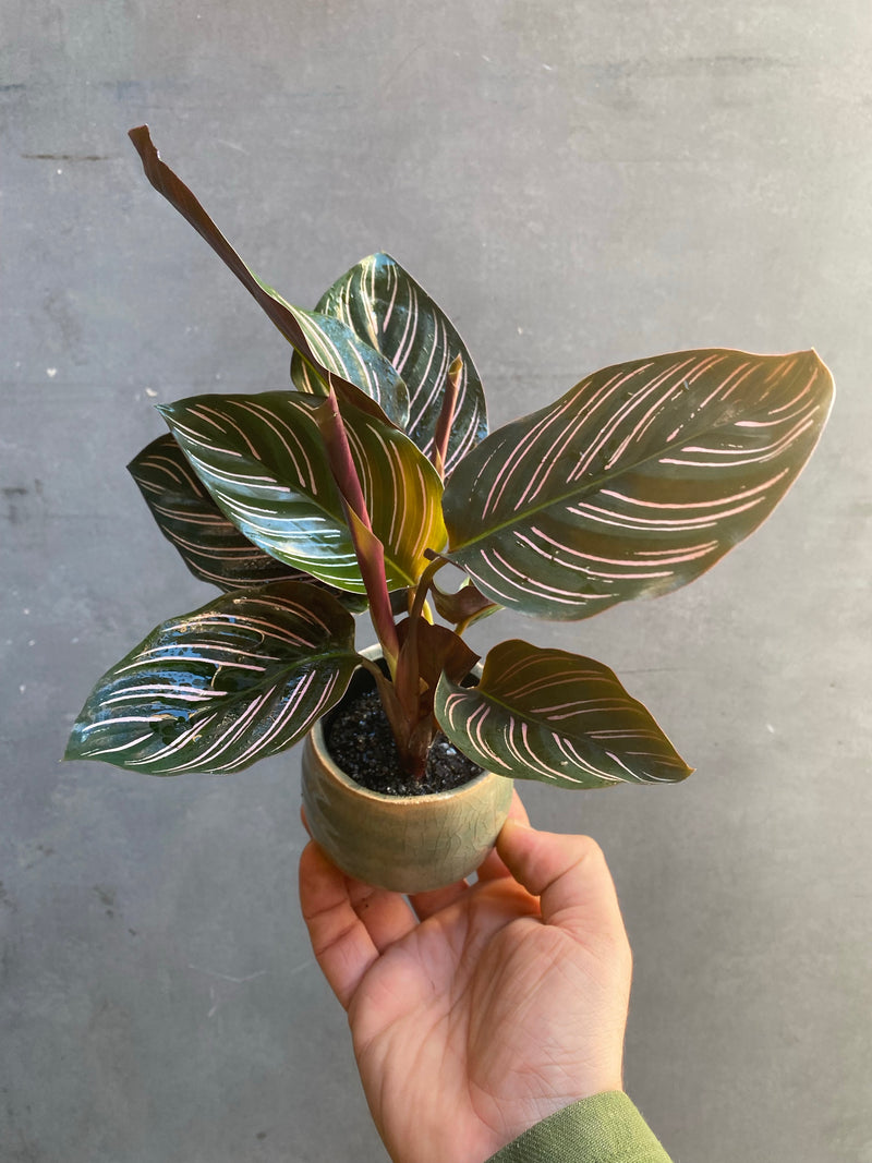 Calathea Sanderiana-5
