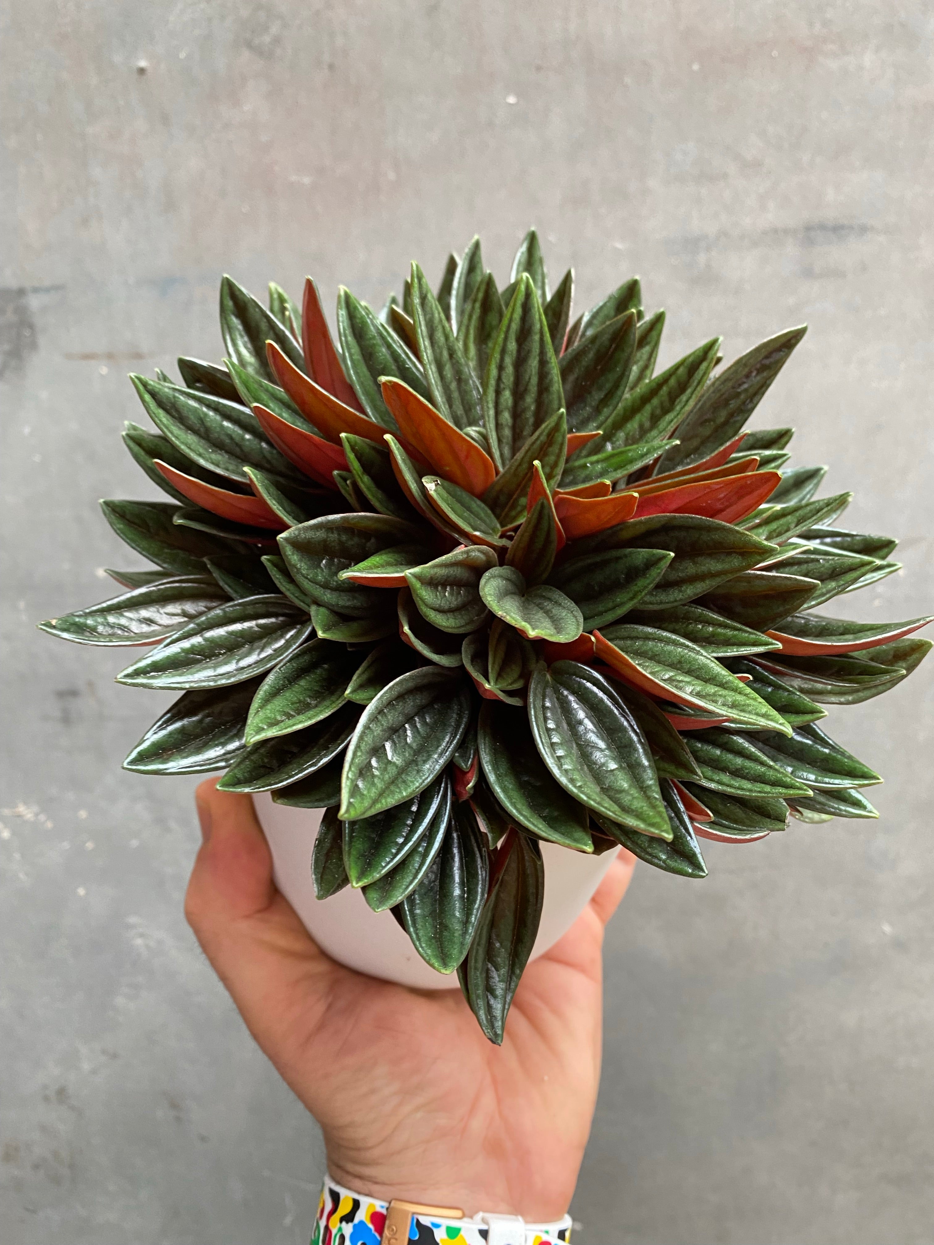 Peperomia Caperata Rosso-3