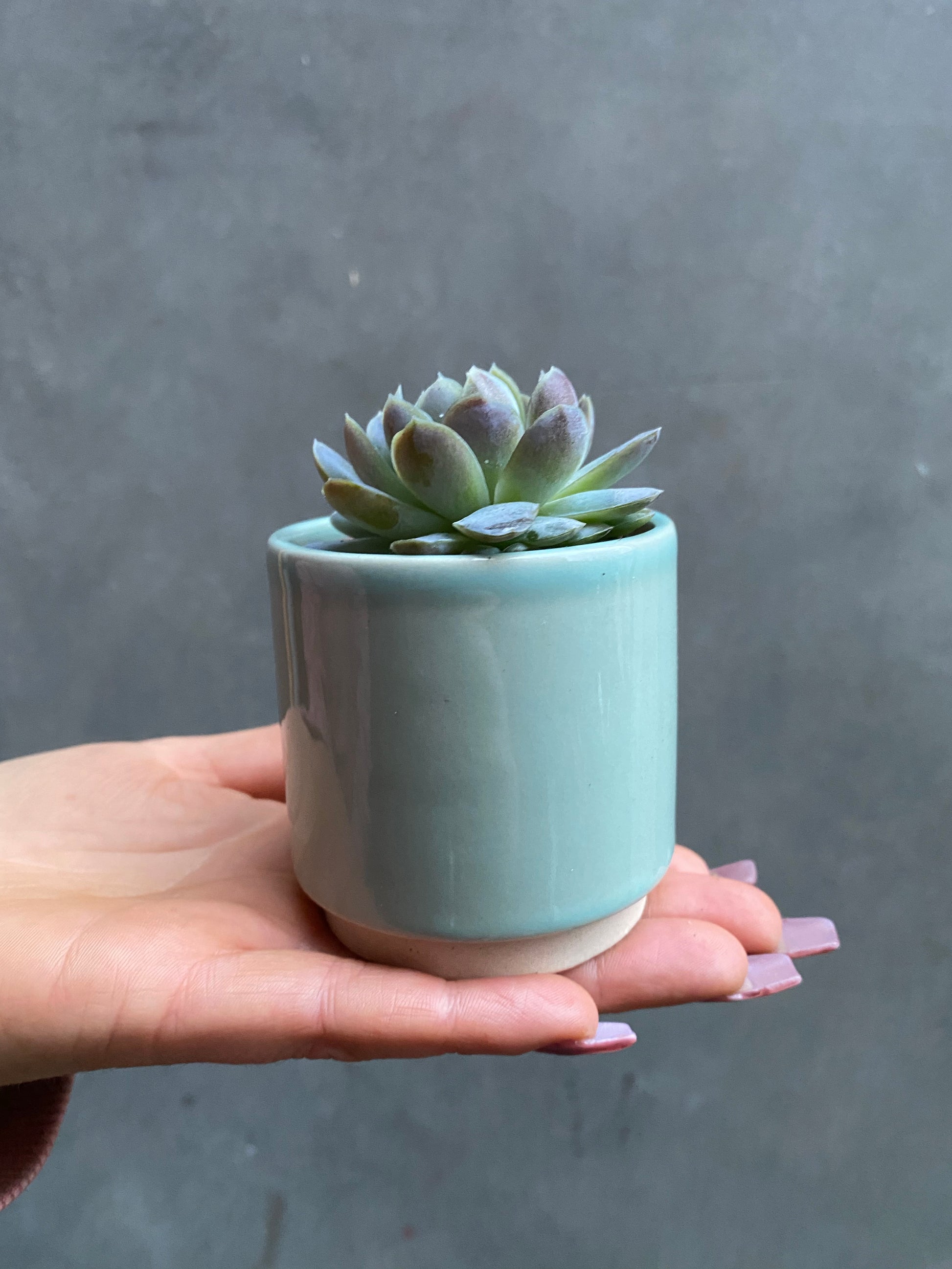 Succulent (Small)-5