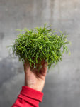 Rhipsalis