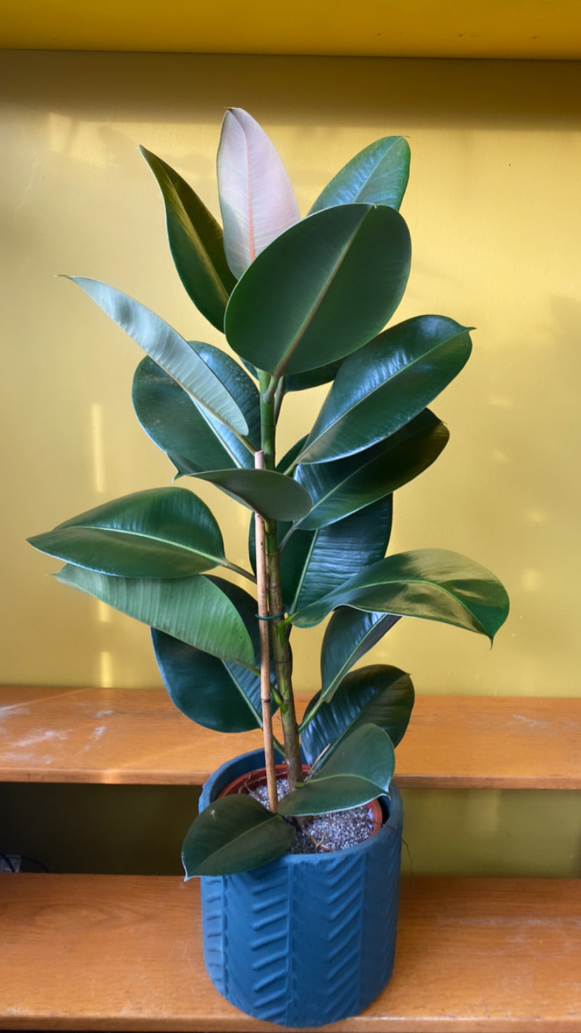 Ficus Robusta-6