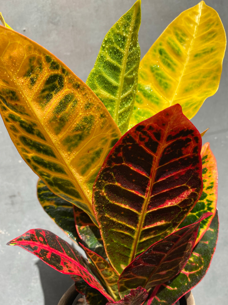 Croton-8