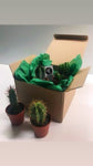 Cacti Medley Box