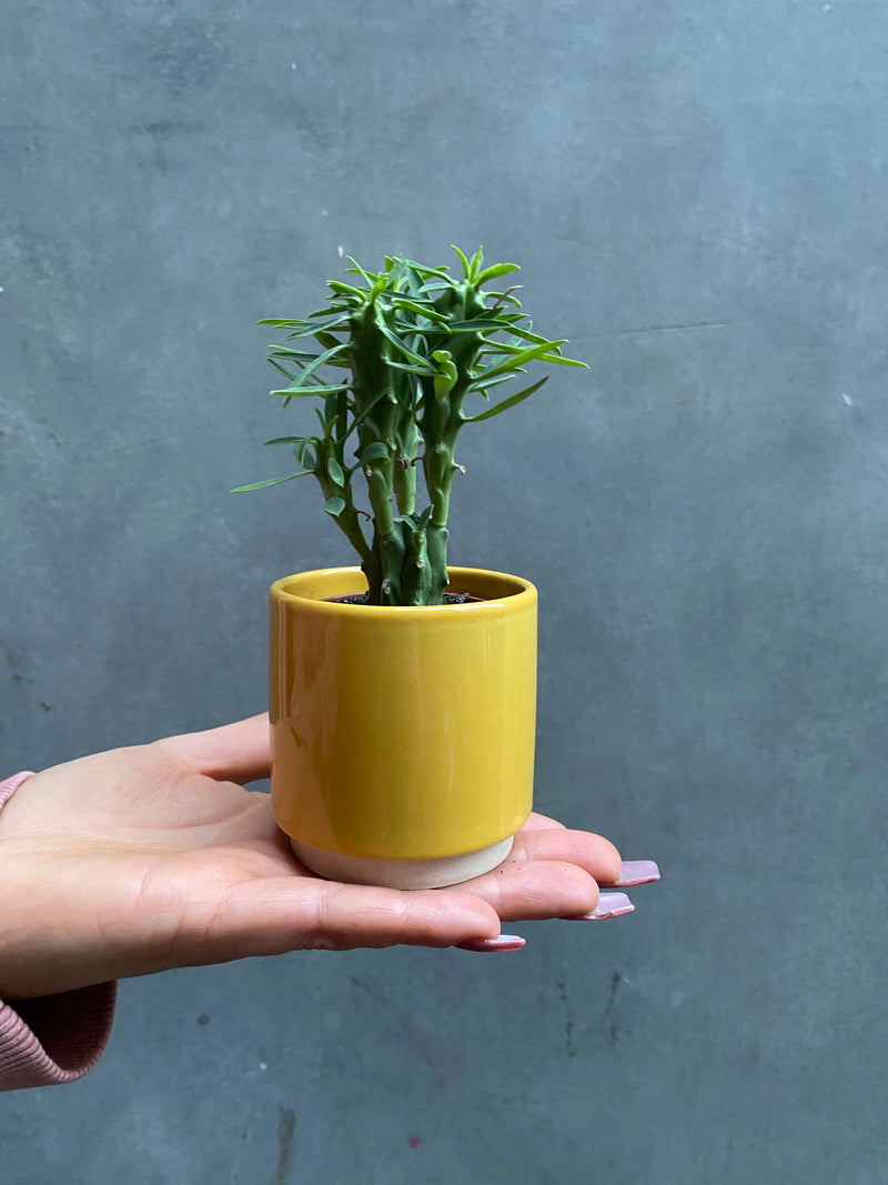 Eno Pots-12