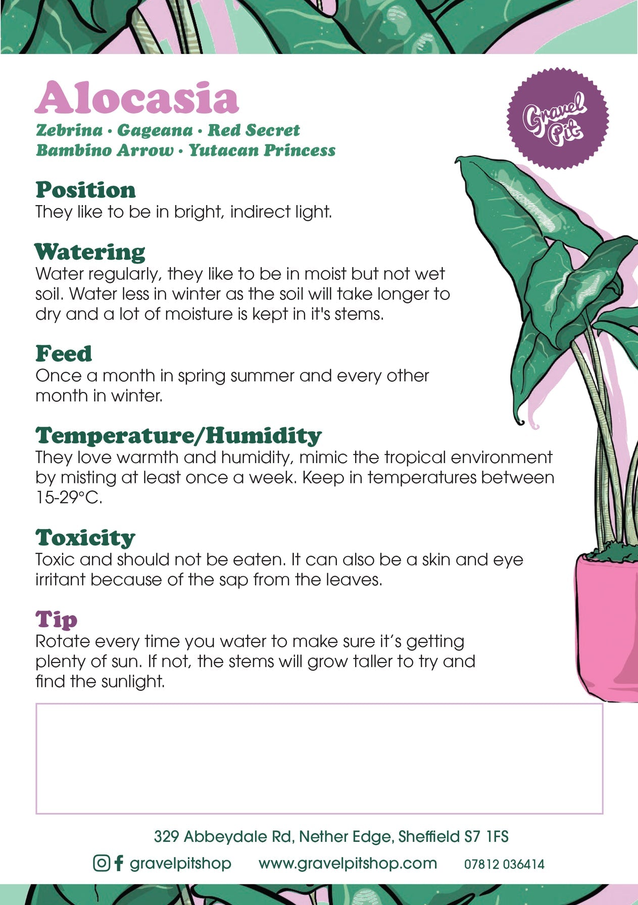 Alocasia Zebrina-7