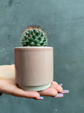 Cactus (Small)