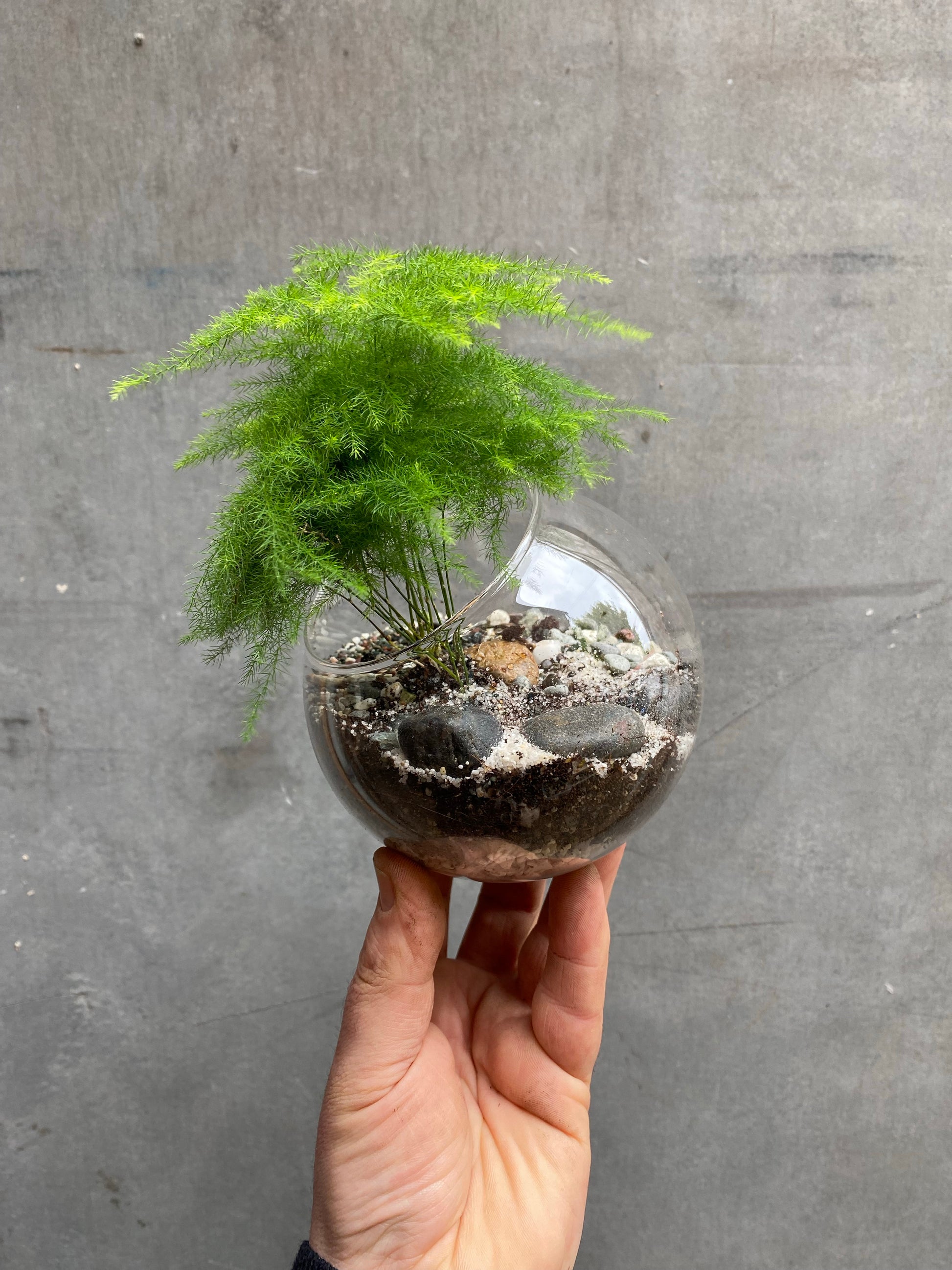 Fern Terrarium-4