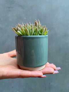 Eno Pots-14